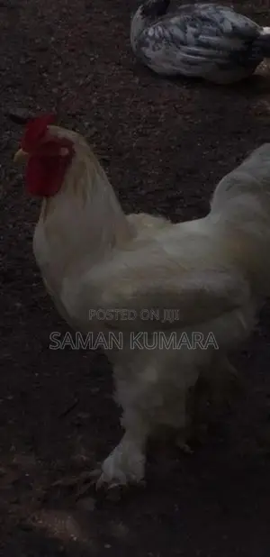 Brama kukulan