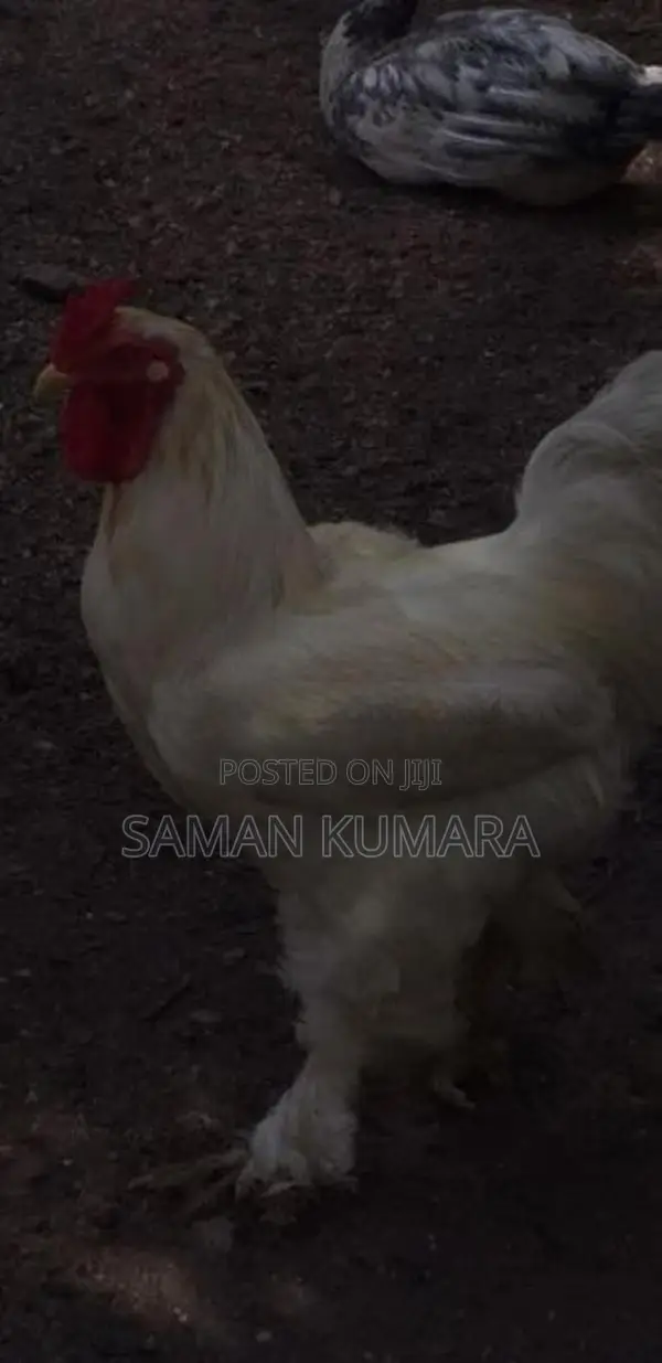 Brama kukulan