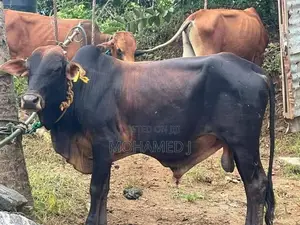 Bulls