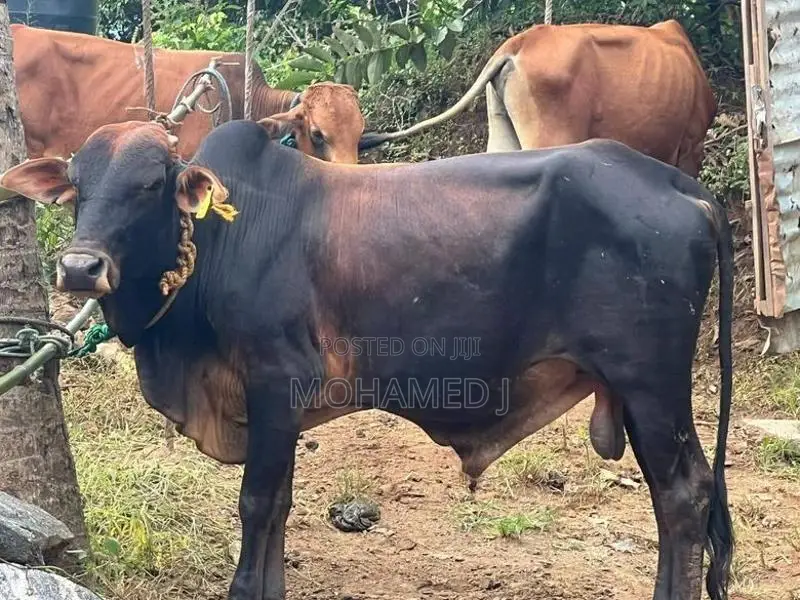 Bulls