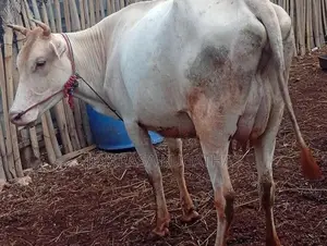 Milk Cow