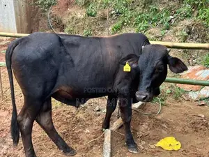 Bulls