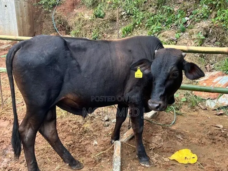 Bulls
