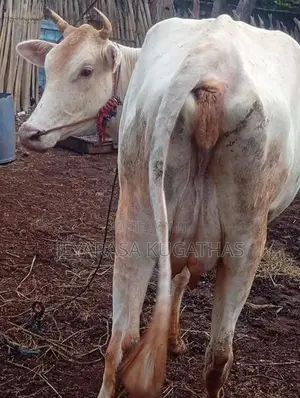 Milk Cow