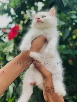 Persian Cat
