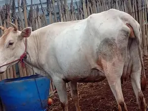 Milk Cow