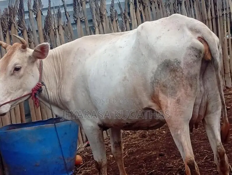 Milk Cow