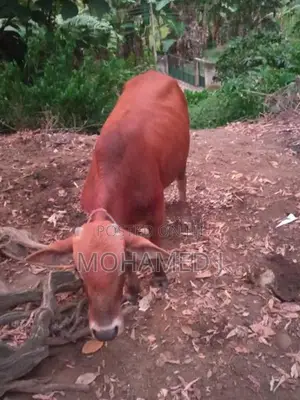 Bulls