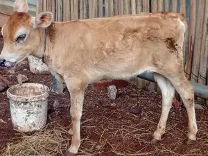 Milk Cow