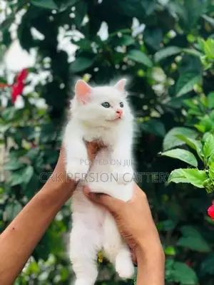 Persian Cat