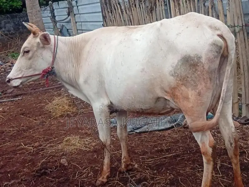 Milk Cow