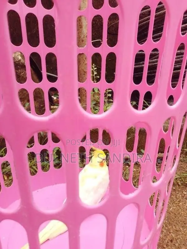 Cockatiel Bird