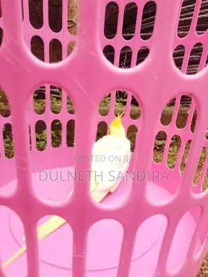 Cockatiel Bird