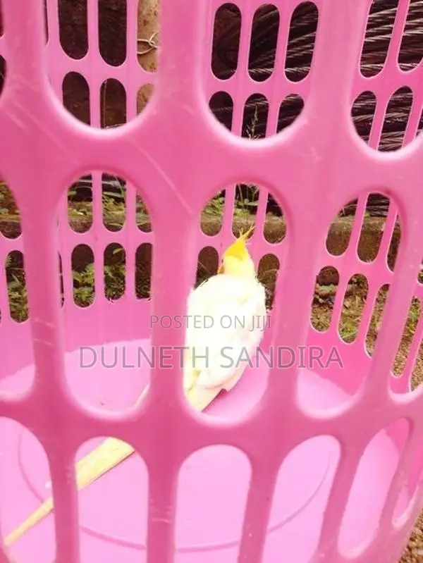 Cockatiel Bird