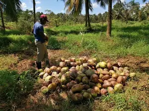Very Good Land for Agriculture and Farming Sale Godigamuwa