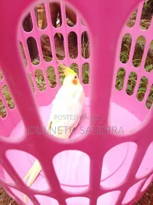 Cockatiel Bird