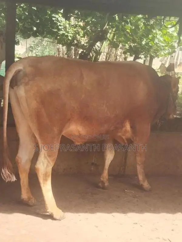 சினைபடுத்தும் நாம்பன்