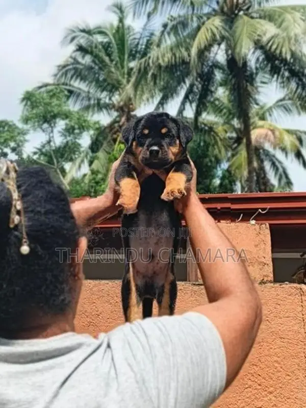 Rottweiler Puppy