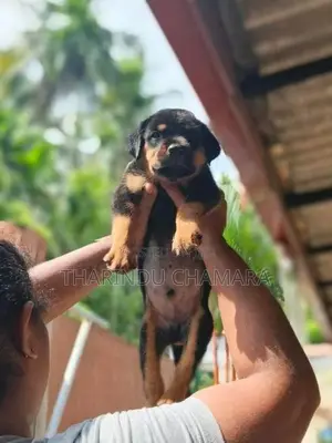 Rottweiler Puppy