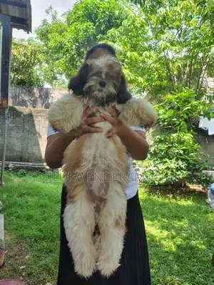 Shih Tzu Puppy