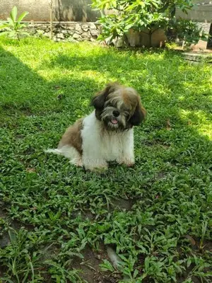 Shih Tzu Puppy