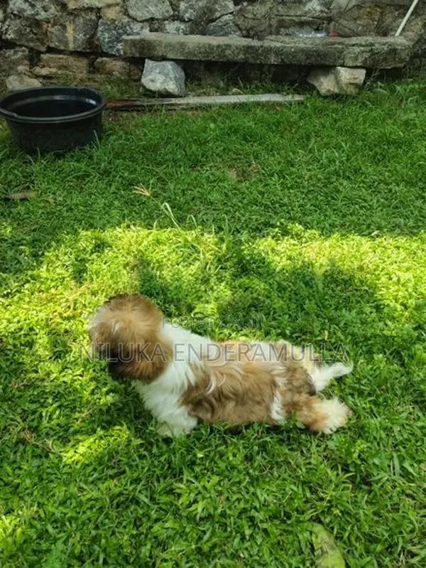 Shih Tzu Puppy