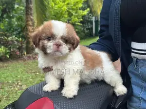 Shih Tzu Puppy