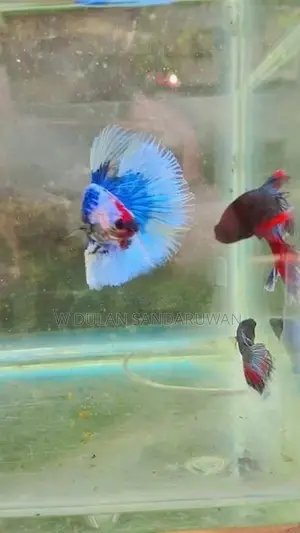 Betta Fish