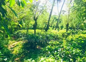 ඇහැලියගොඩ - දෙහිඕවිට ප්‍රධාන මාර්ගයට මුහුණලා ඉඩමක් විකිණීමට