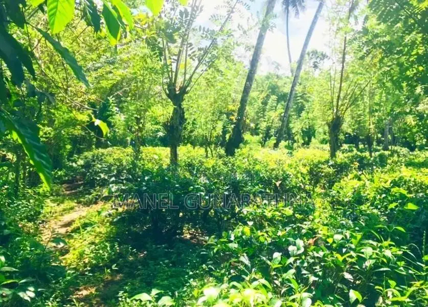 ඇහැලියගොඩ - දෙහිඕවිට ප්‍රධාන මාර්ගයට මුහුණලා ඉඩමක් විකිණීමට