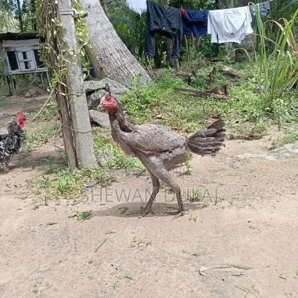අලු ජාති පිර කිකිලි
