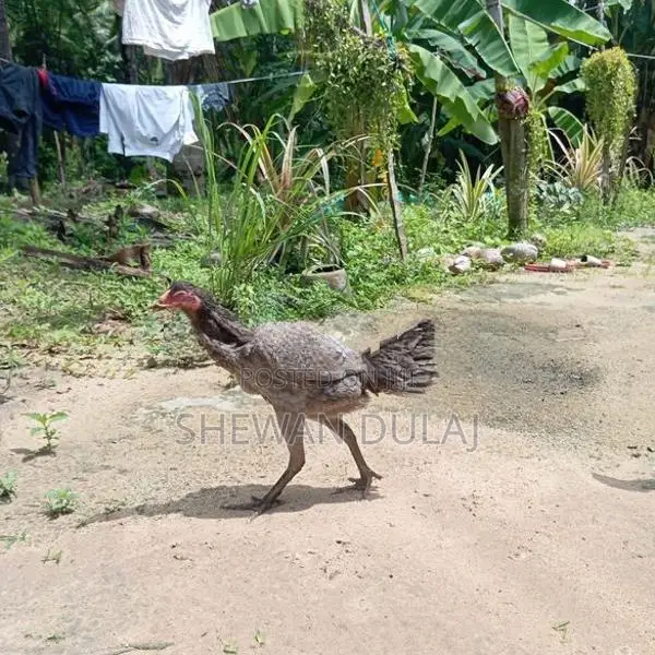 අලු ජාති පිර කිකිලි