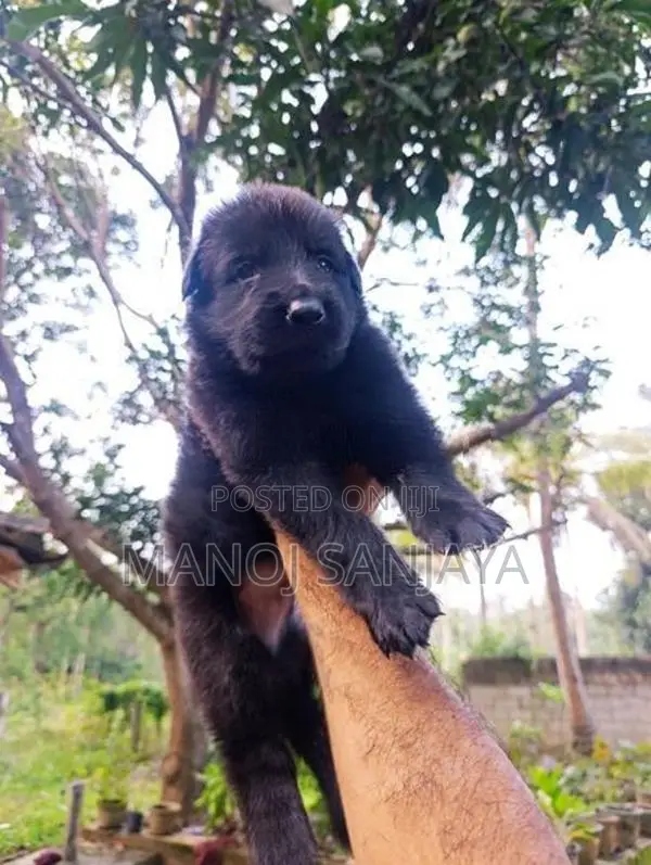 German Shepherd