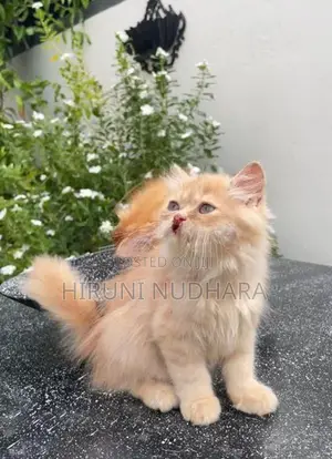 Pure Persian cat