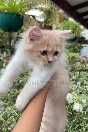 Pure Persian cat