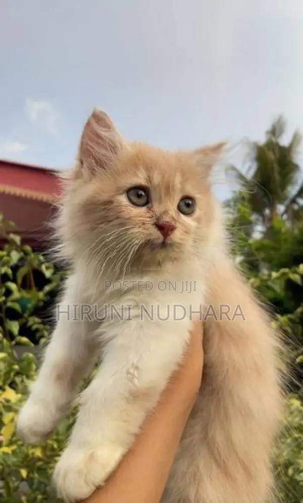 Pure Persian cat