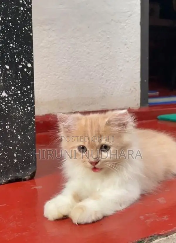 Pure Persian cat