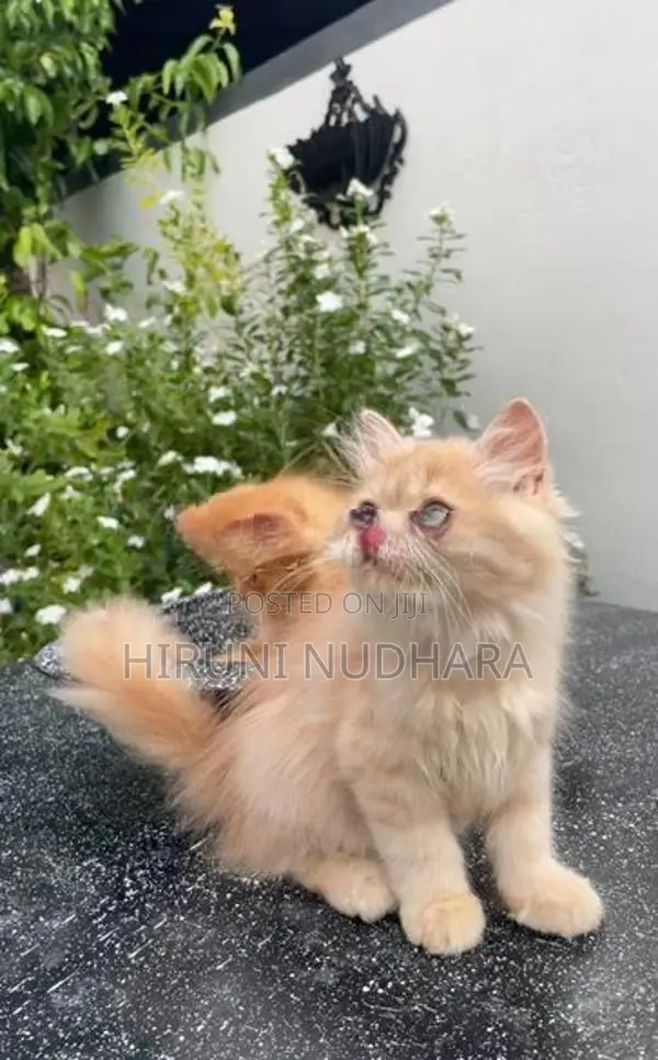 Pure Persian cat