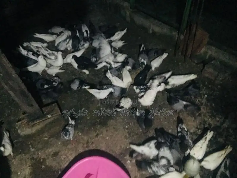 Pigeons