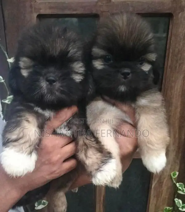 Shih Tzu Puppies