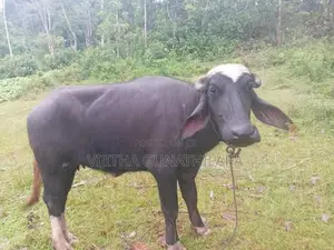 මී ගවයන්