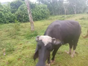 මී ගවයන්