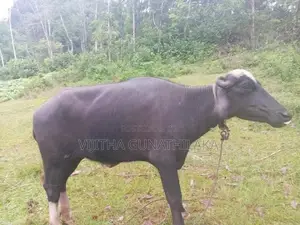 මී ගවයන්