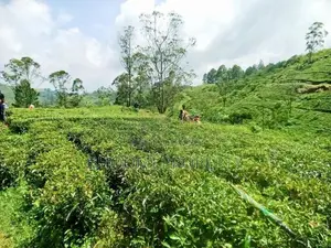 Hatton Watawala Tea Land Blocks D