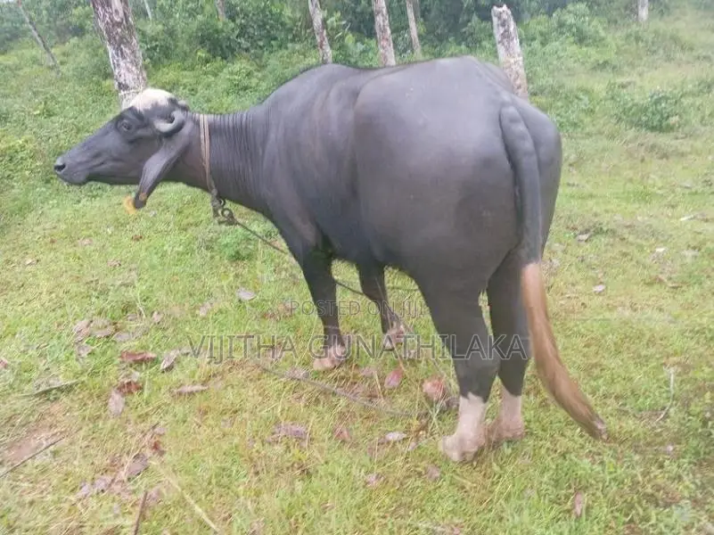 මී ගවයන්