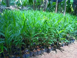 ඉගුරු පැළ