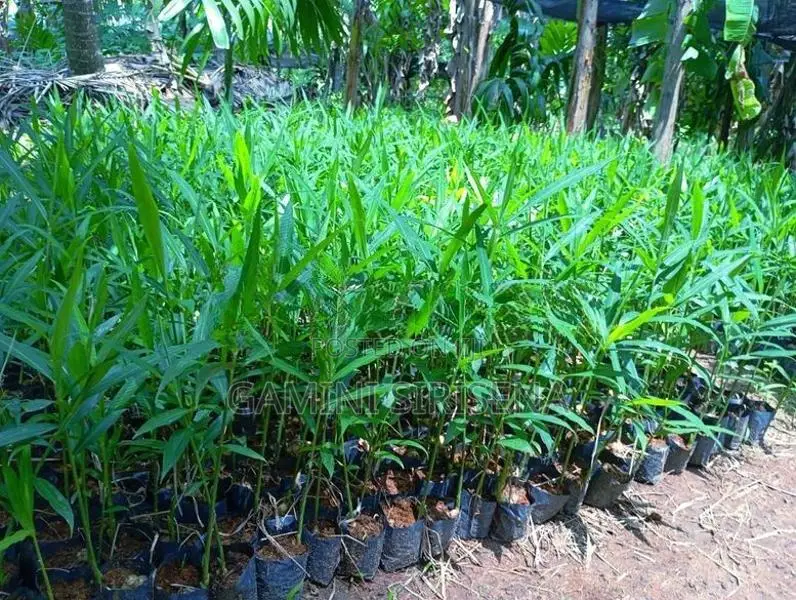 ඉගුරු පැළ