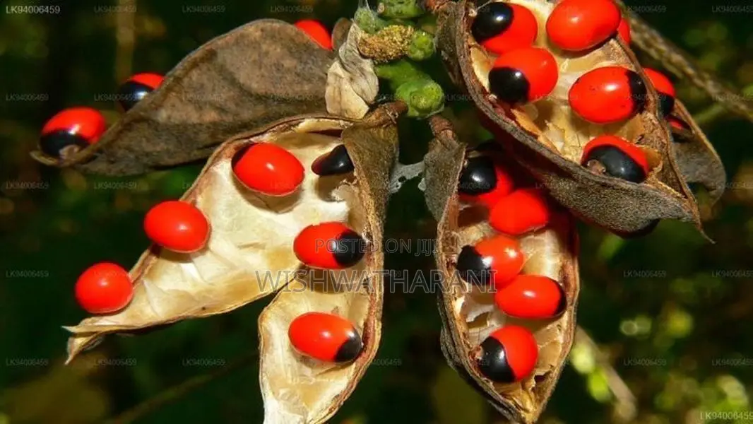 Olinda Seeds