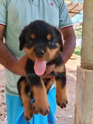 Rottweiler Male Dog