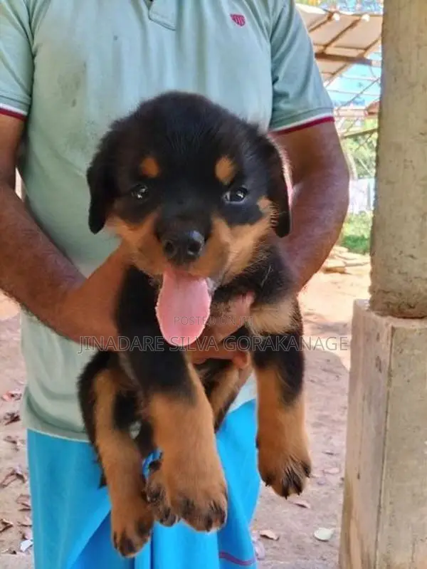 Rottweiler Male Dog